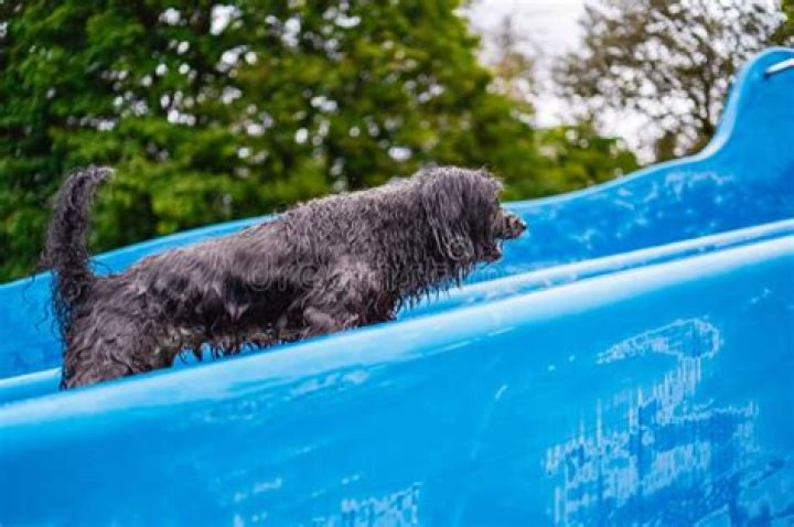 Exploring the World of Canine Showcases
