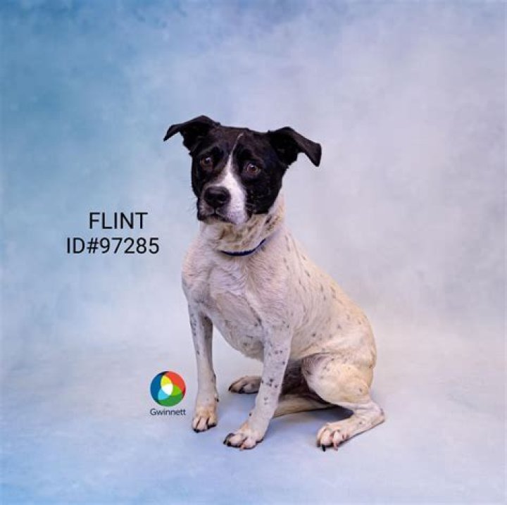 Gwinnett Animal Shelter: A Safe Haven for Furry Friends
