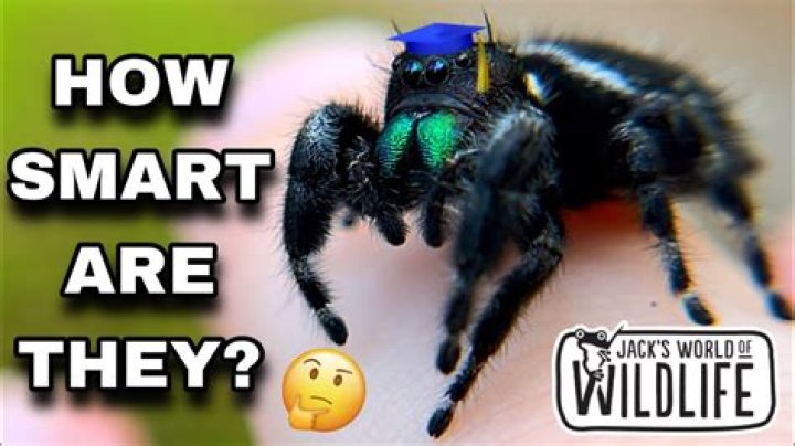 How Smart Are Spiders? Unveiling the Intelligence of These Eight-Legged Creatures