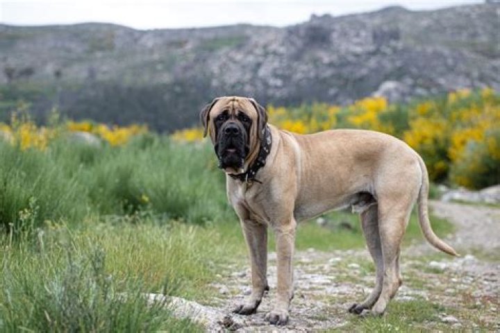Mastiff Bear: A Majestic and Powerful Breed