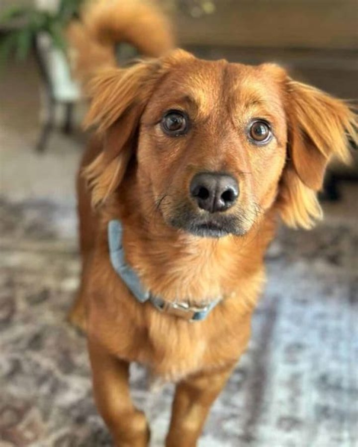 Retriever Dachshund Mix: The Ultimate Guide to This Unique Hybrid Breed