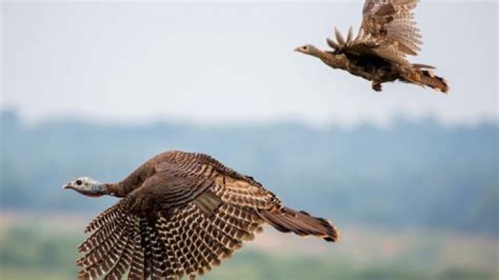 Understanding Why Turkeys Can't Fly: A Comprehensive Guide