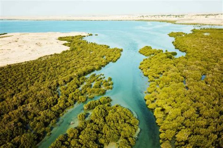 Unveiling the Charm of Vegampvies: A Journey Through Nature